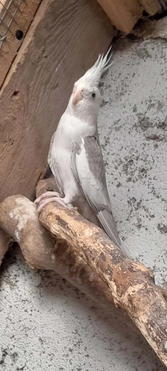 Cockateils ( birds) - Image 3