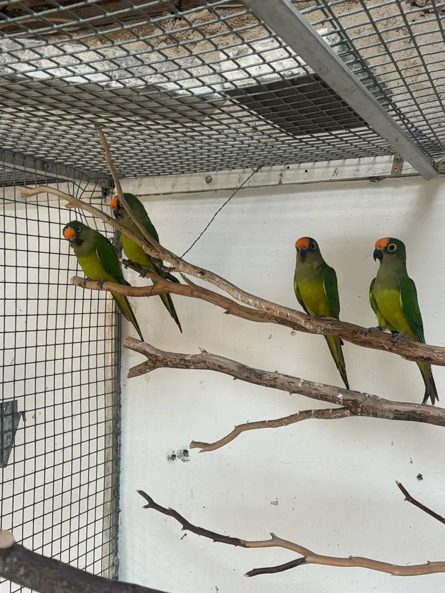 Parrots and Parakeets - Image 1