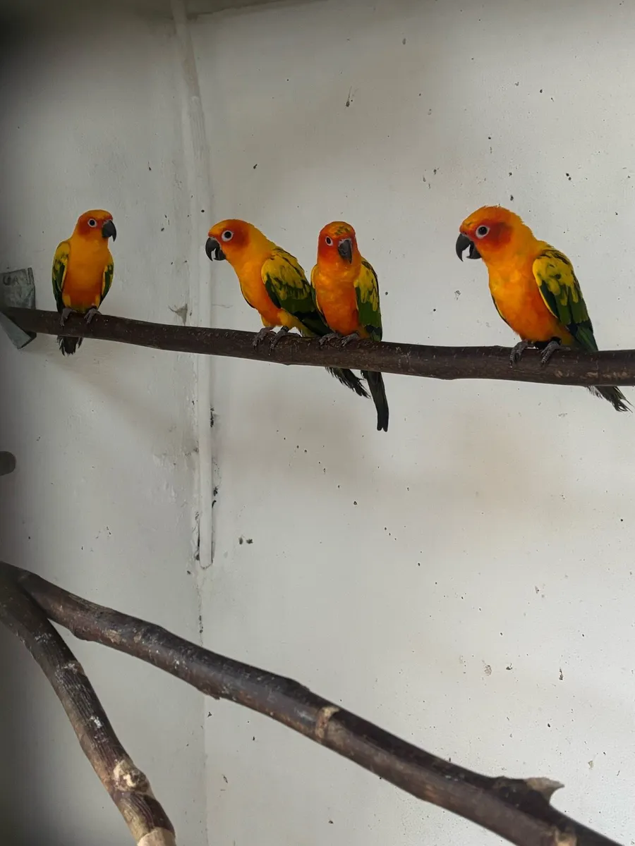 Parrots and Parakeets - Image 2