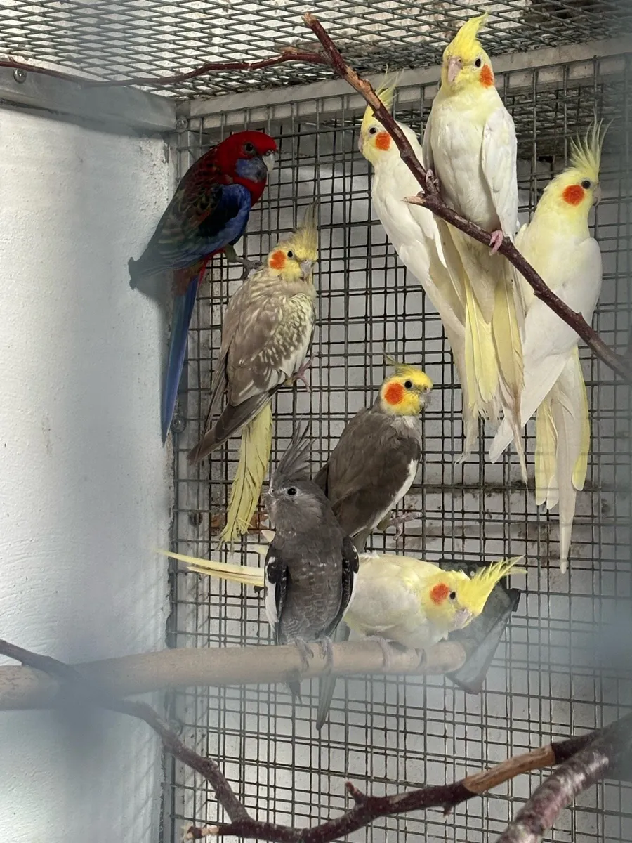 Parrots and Parakeets - Image 3