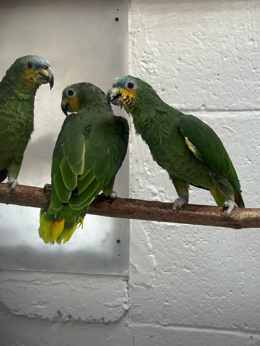 Parrots and Parakeets - Image 4