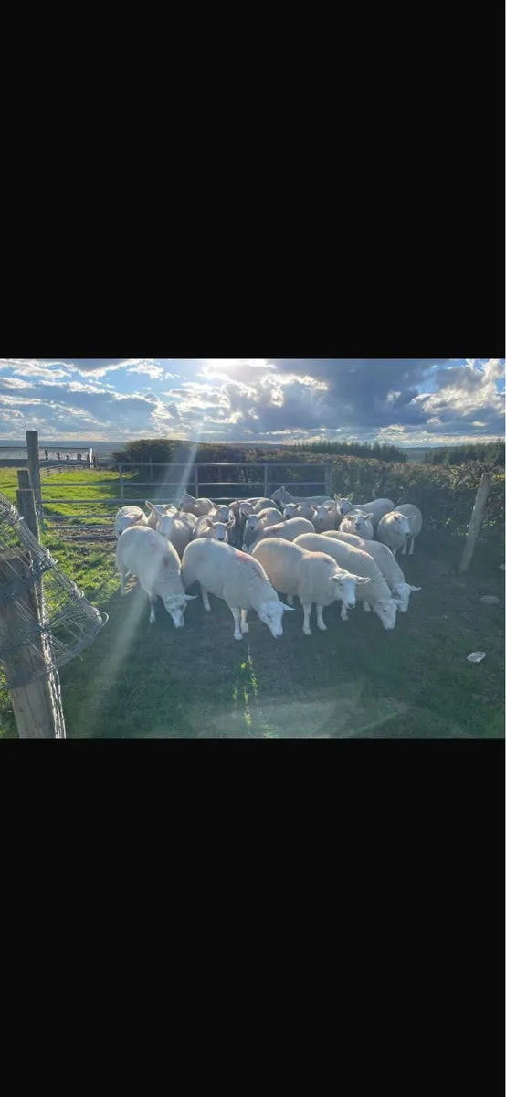 Cheviot Ewe Hoggets - Image 3
