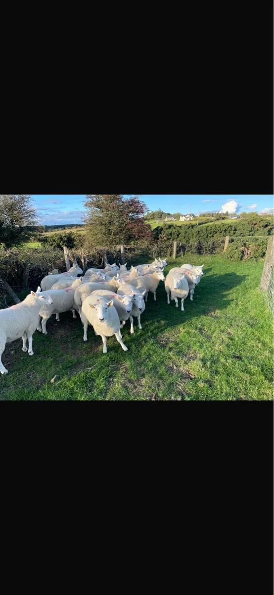 Cheviot Ewe Hoggets - Image 1