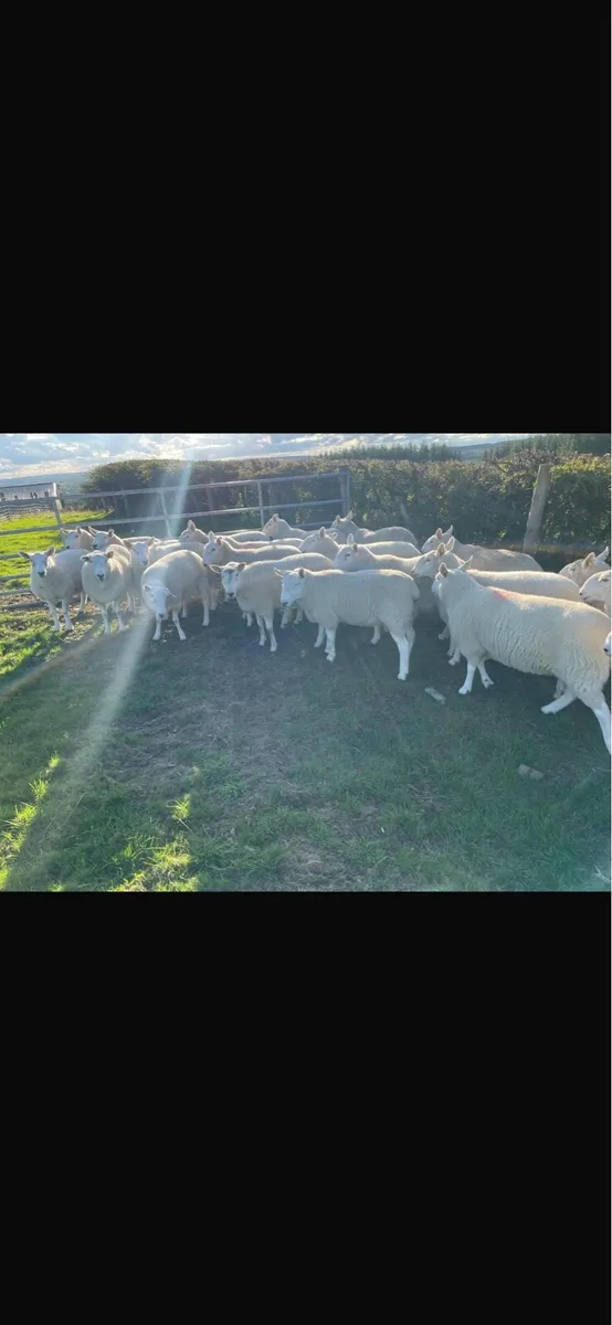 Cheviot Ewe Hoggets - Image 2