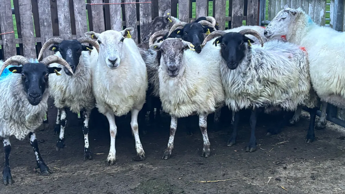 11 Breeding Ewes - Image 1