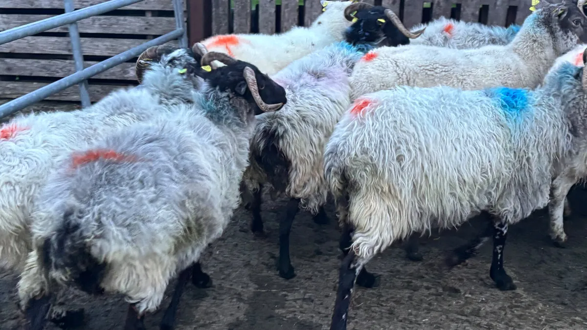 11 Breeding Ewes - Image 4