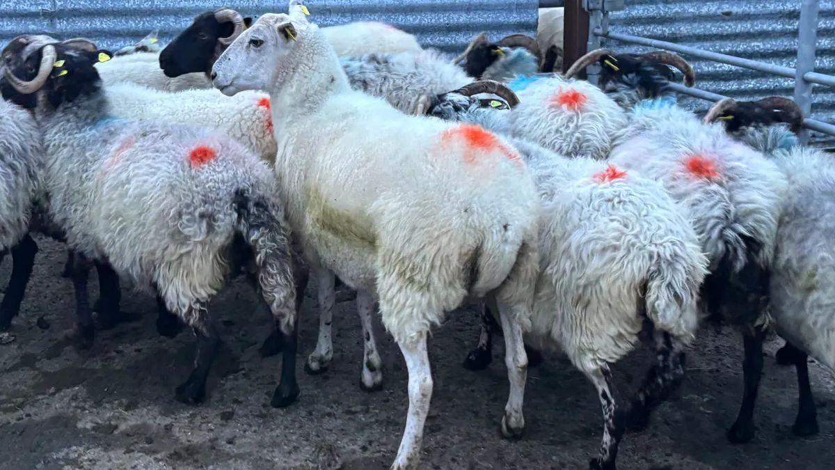 11 Breeding Ewes - Image 3