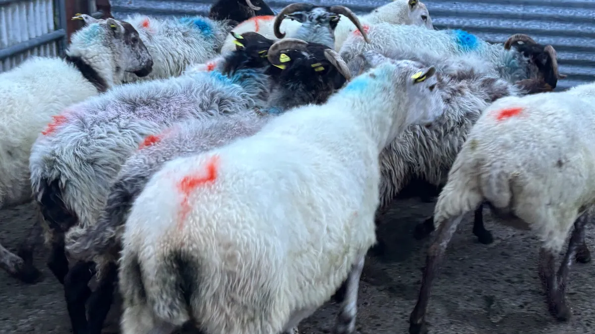 11 Breeding Ewes - Image 2
