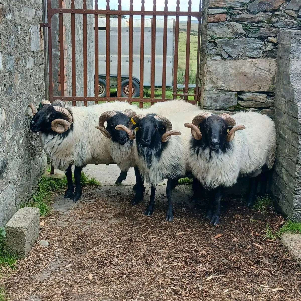 Mayo hogget rams ,  ewe lambs and hogget ewes. - Image 1