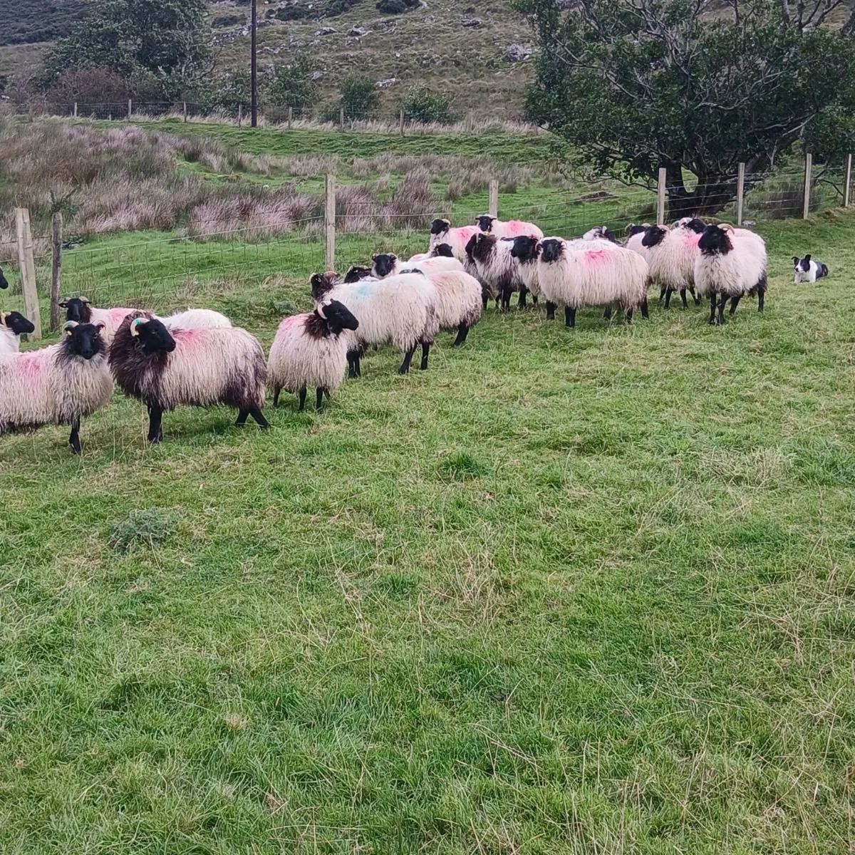 Mayo hogget rams ,  ewe lambs and hogget ewes. - Image 2