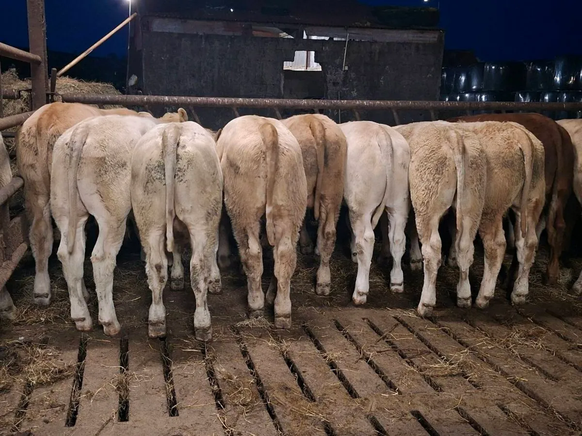 14 Smashing Charlaois bull Weanlings - Image 1
