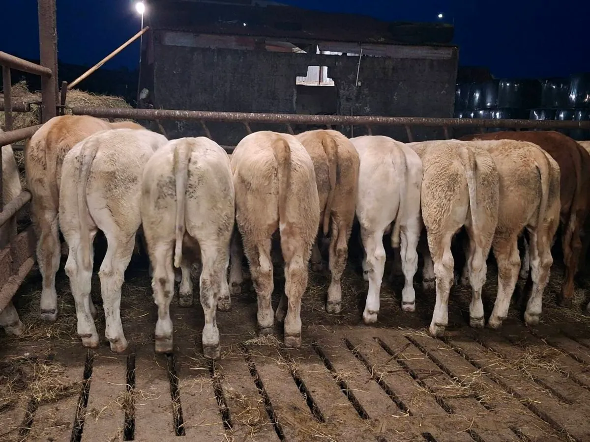 14 Smashing Charlaois bull Weanlings - Image 2