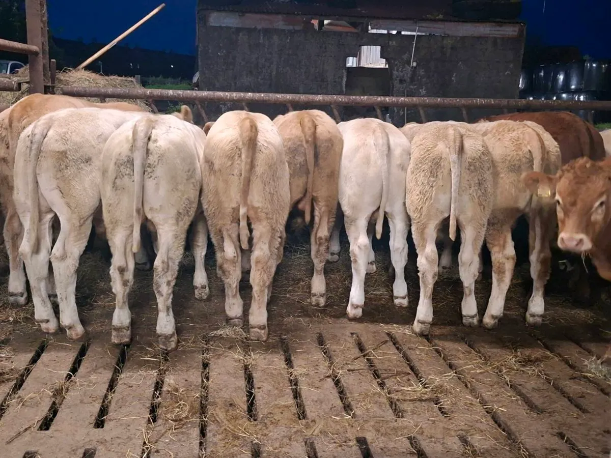14 Smashing Charlaois bull Weanlings - Image 3