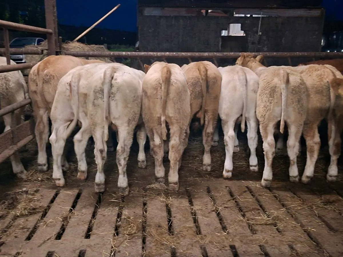 14 Smashing Charlaois bull Weanlings - Image 4