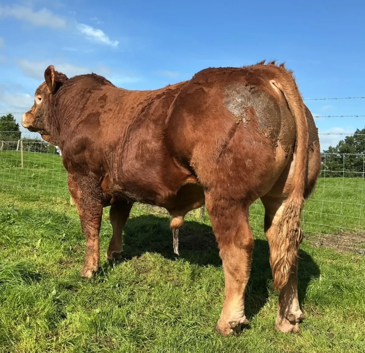 Super Limousin Bulls - Image 1