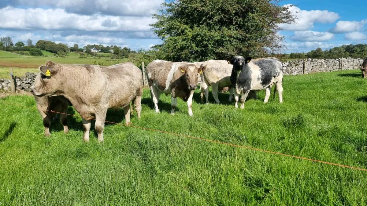 Forward store cattle - Image 3