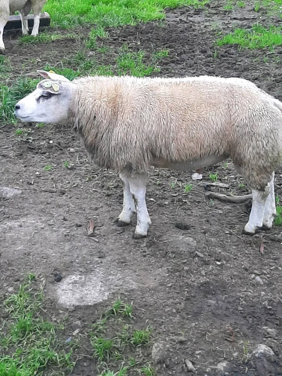 Beltex rams - Image 1