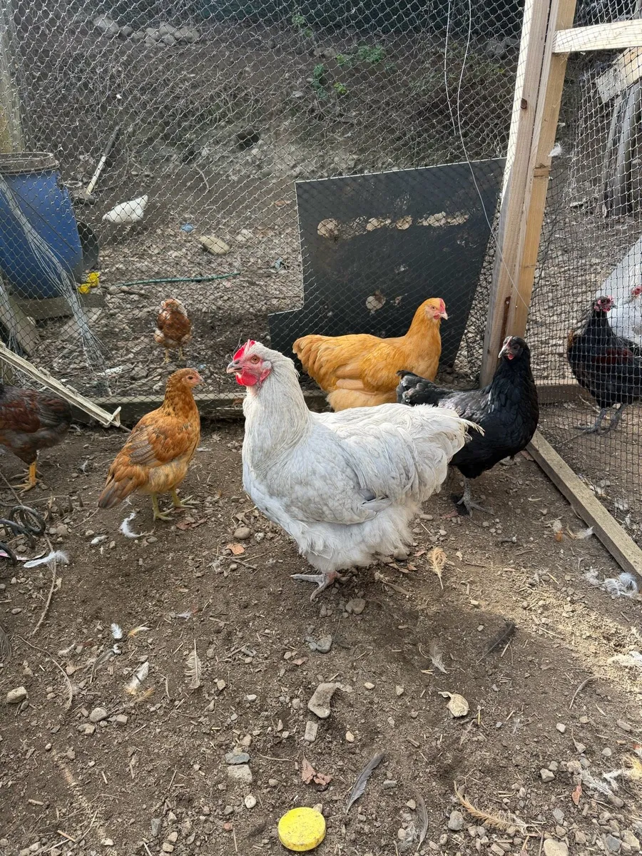 Pullets - Image 1