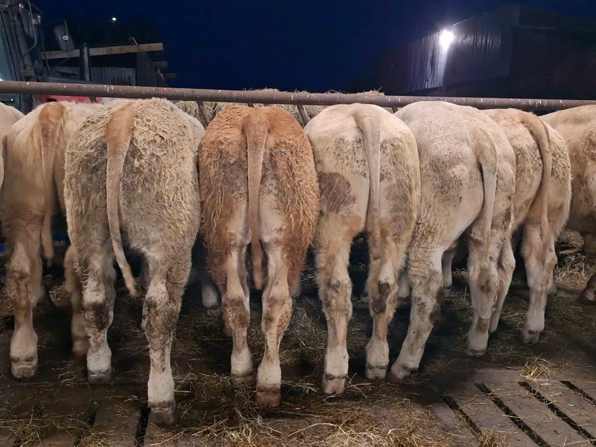 34 Smashing Charlaois bull Weanlings - Image 2