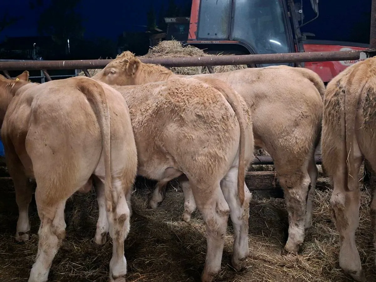 34 Smashing Charlaois bull Weanlings - Image 3