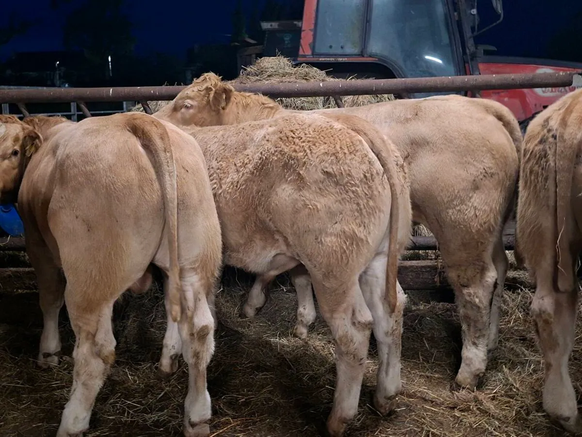34 Smashing Charlaois bull Weanlings - Image 4