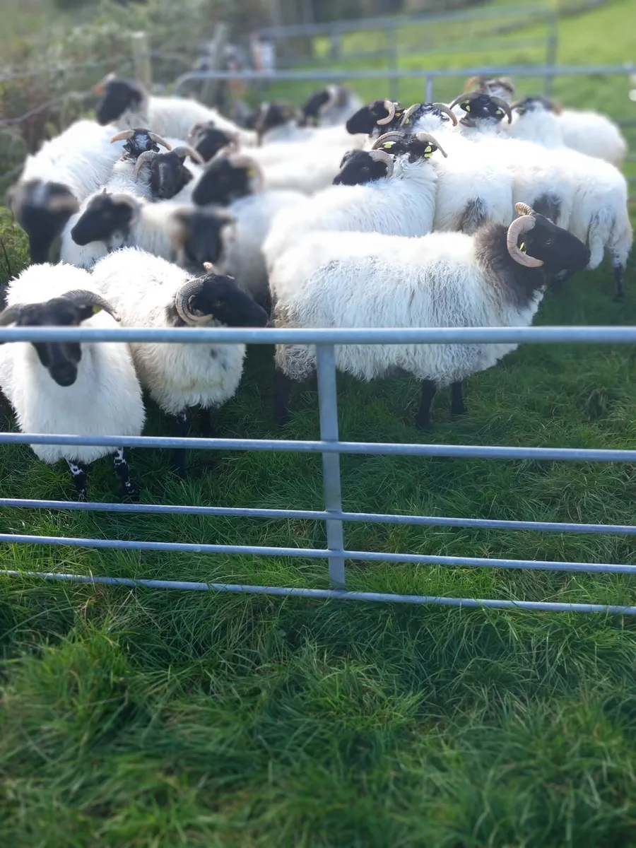Sheep - Image 1