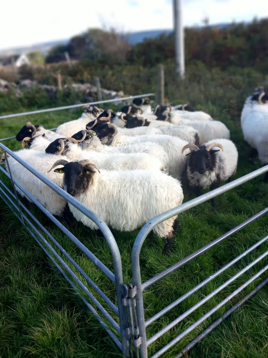 Sheep - Image 2