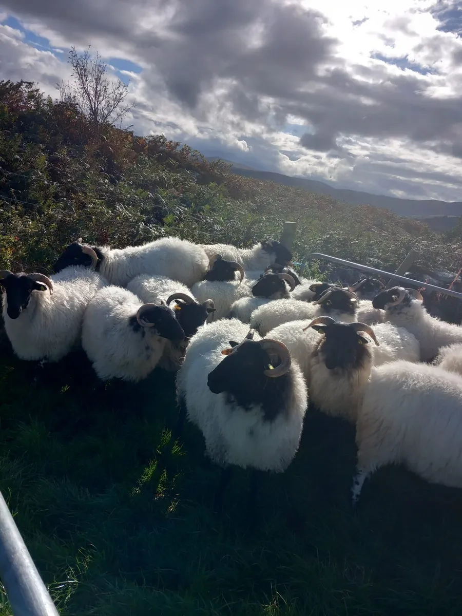 Sheep - Image 3