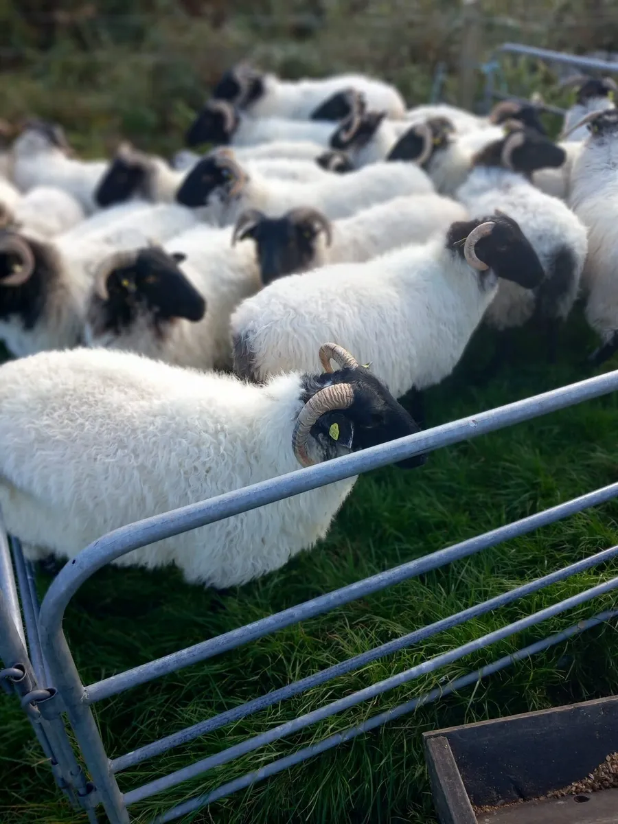 Sheep - Image 4