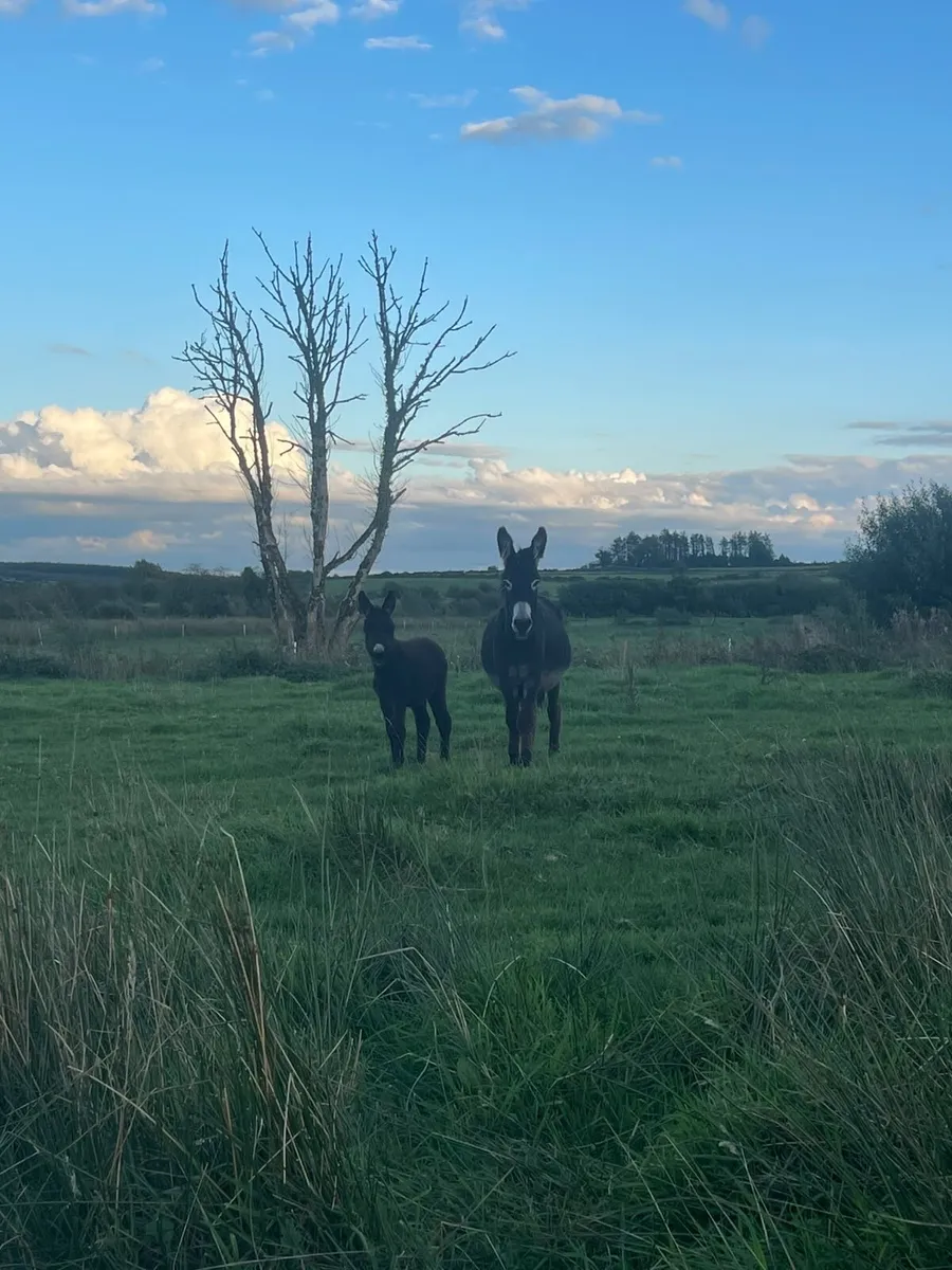 Mare with filly foal at foot - Image 1