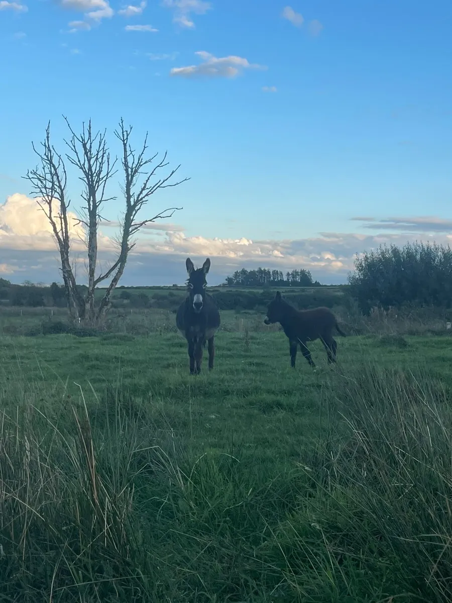 Mare with filly foal at foot - Image 2