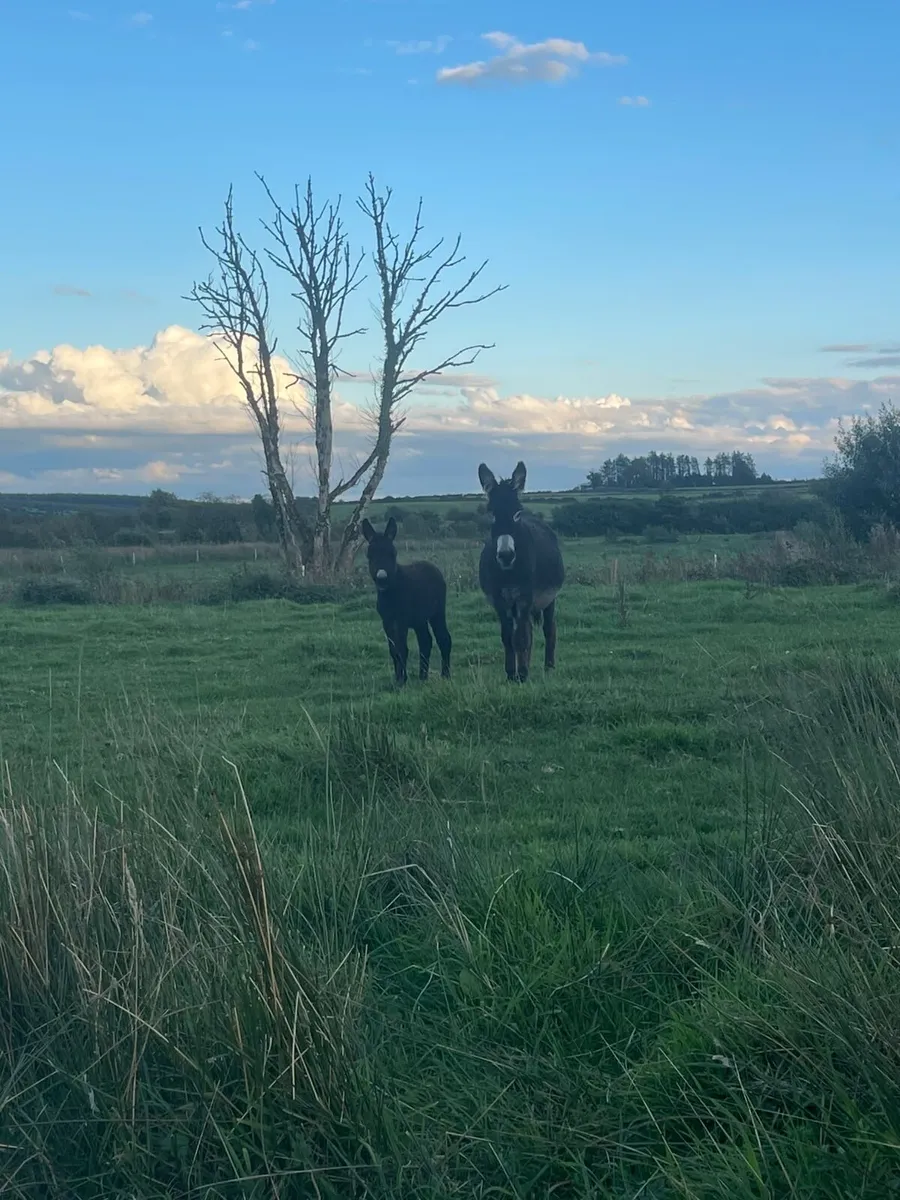 Mare with filly foal at foot - Image 3