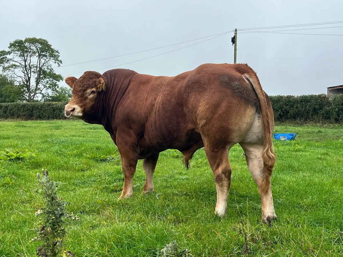 Superb Pedigree Limousin Bull - Image 1