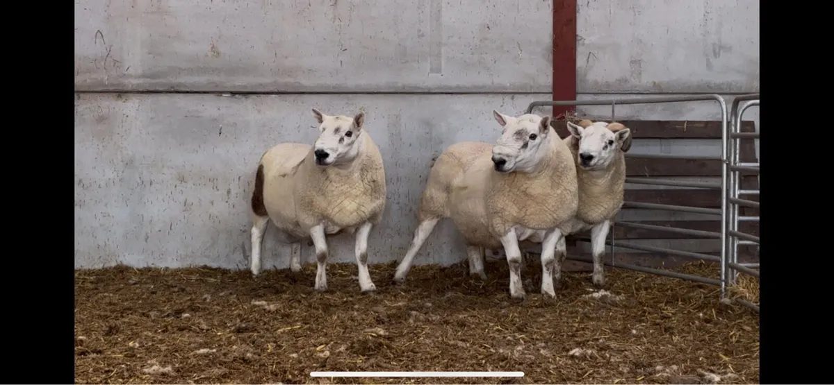 North Country x South Country Rams - Image 2