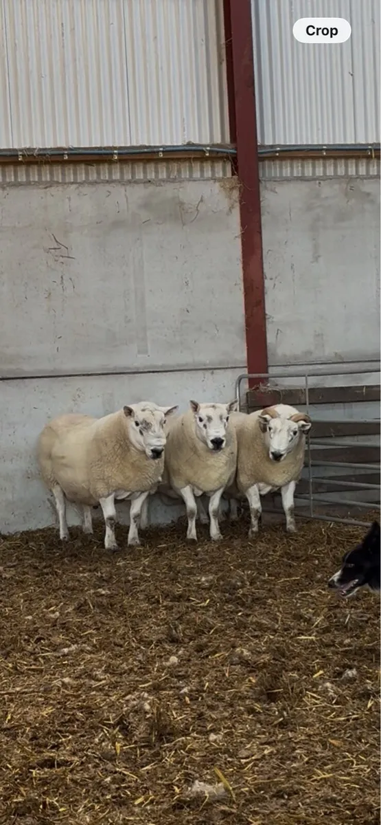 North Country x South Country Rams - Image 3