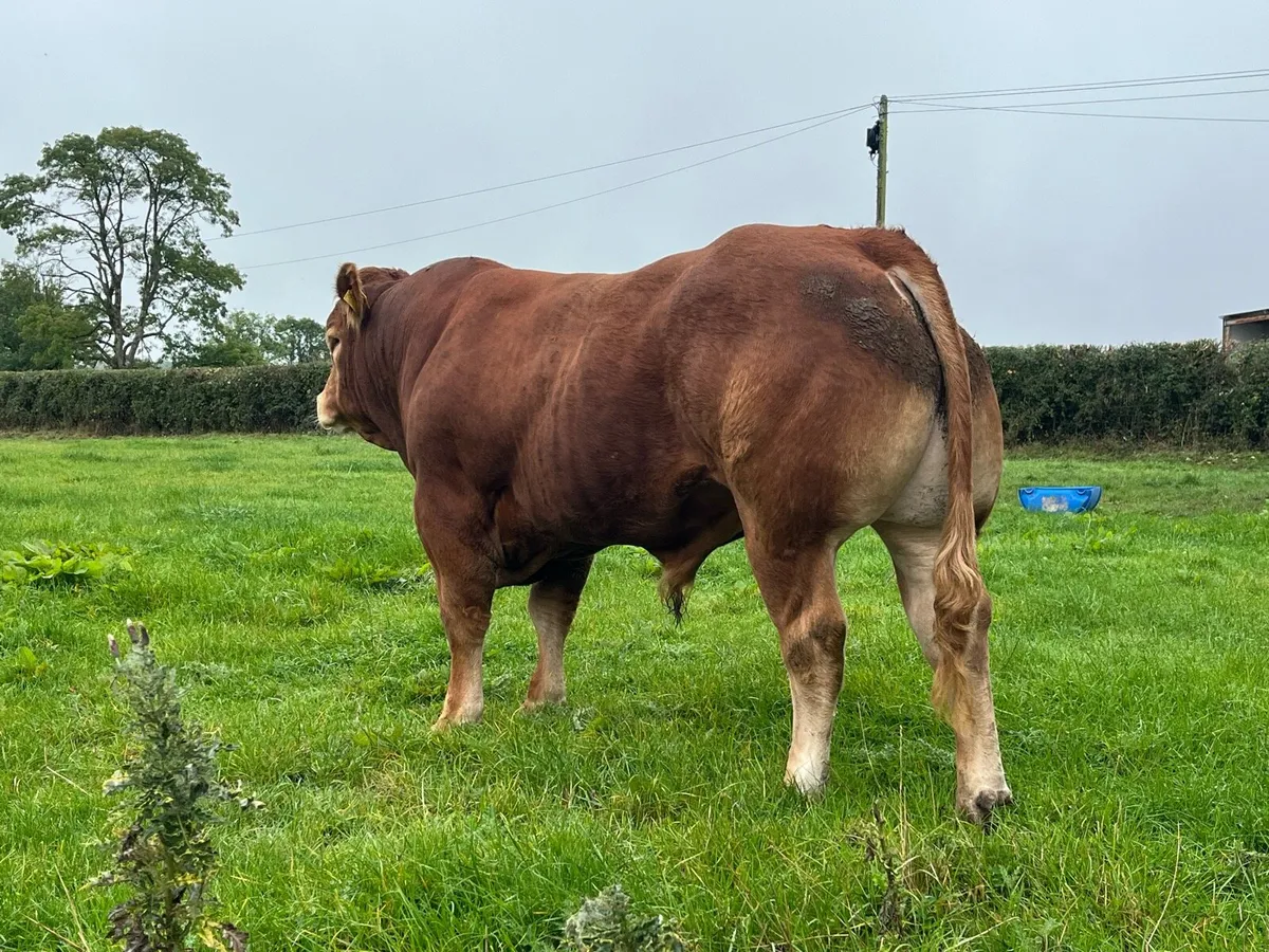 Superb Pedigree Limousin Bull - Image 2