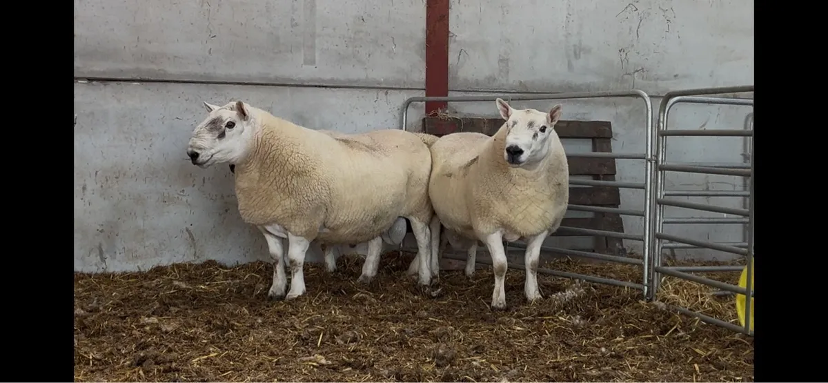 North Country x South Country Rams - Image 1