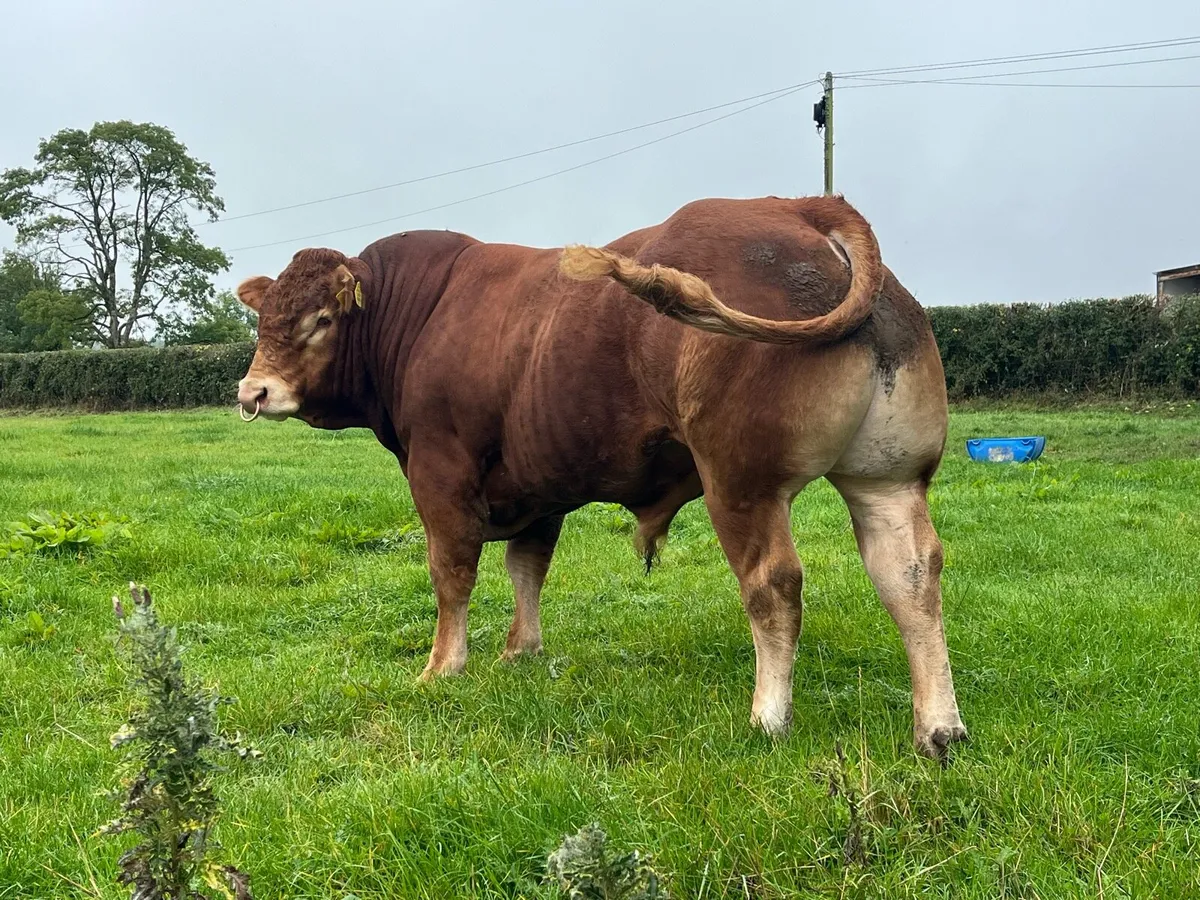 Superb Pedigree Limousin Bull - Image 3