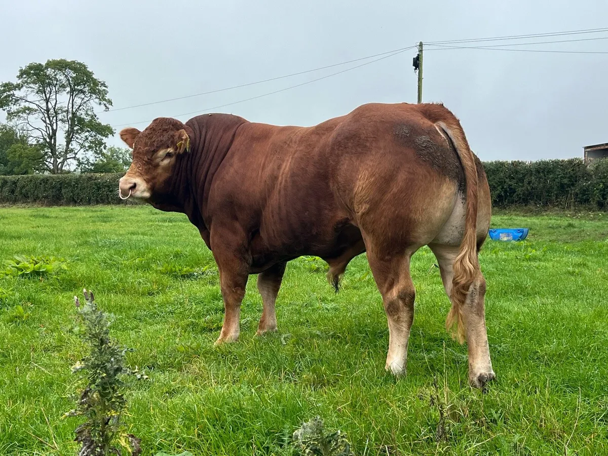 Superb Pedigree Limousin Bull - Image 4