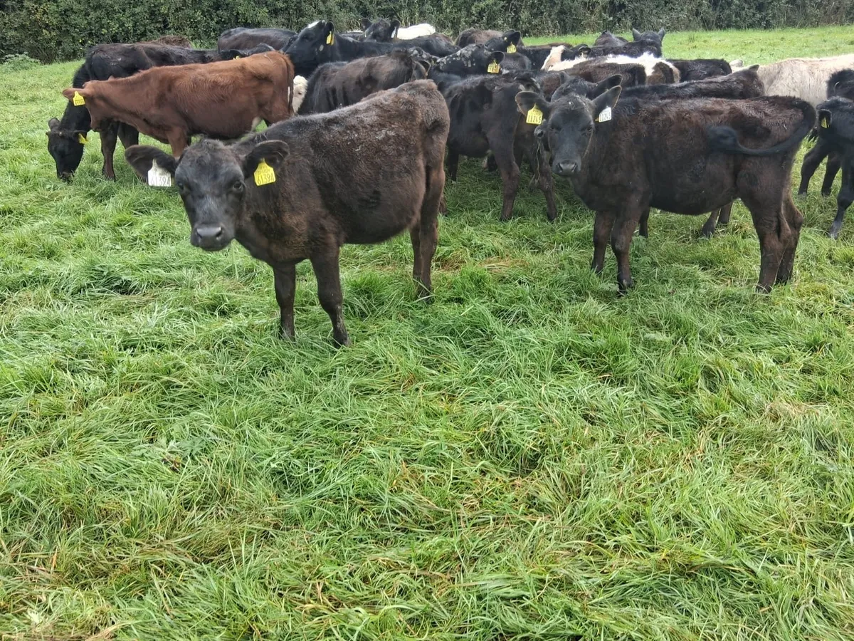 Heifer weanlings - Image 2