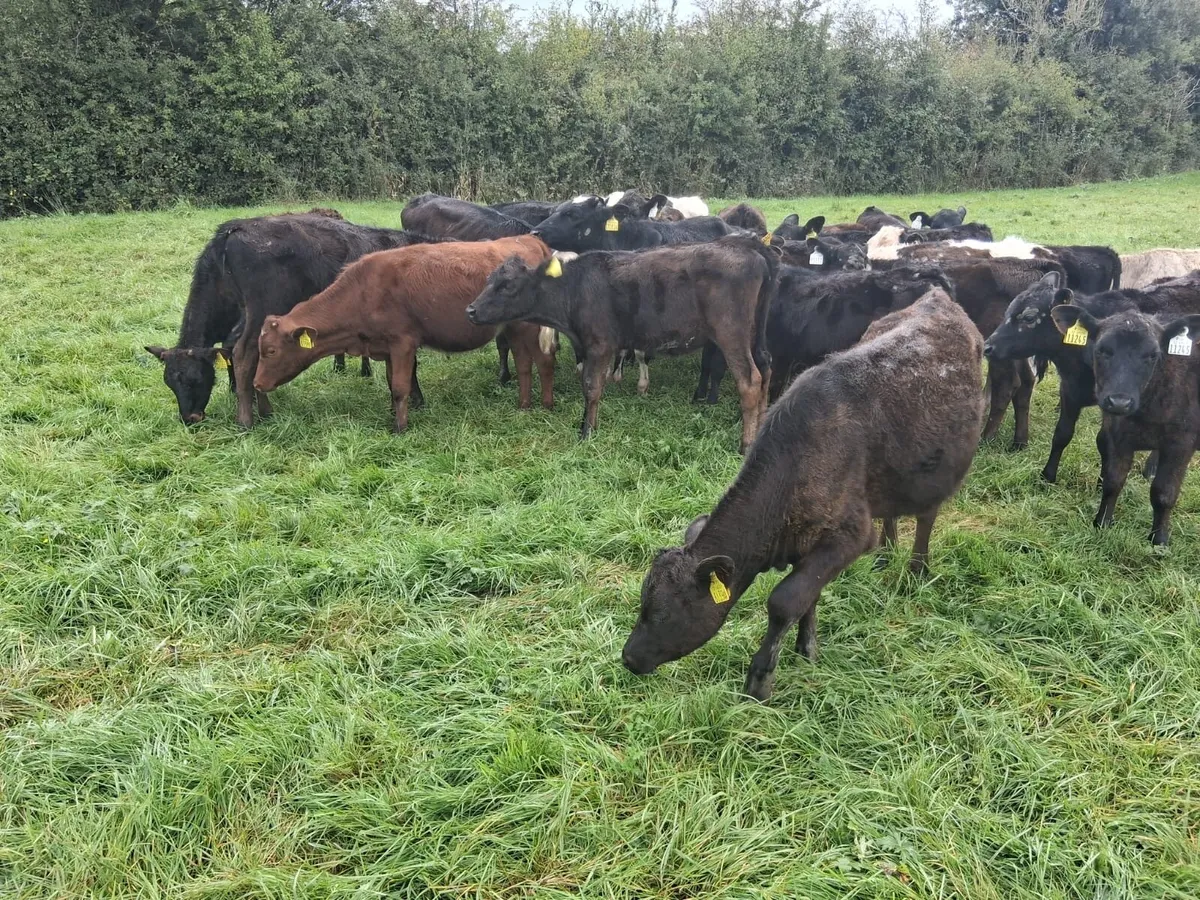 Heifer weanlings - Image 3