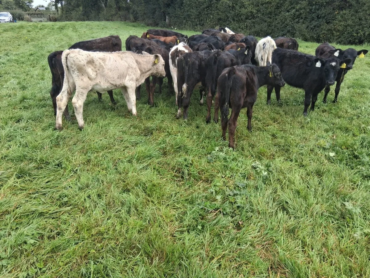 Heifer weanlings - Image 4