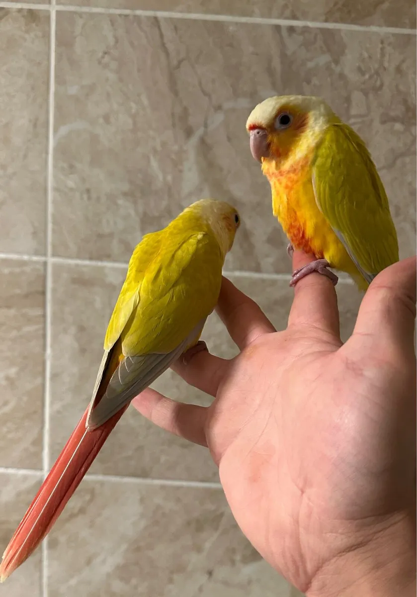 Hand Reared Conures - Image 2