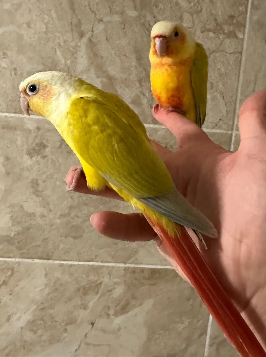 Hand Reared Conures - Image 3