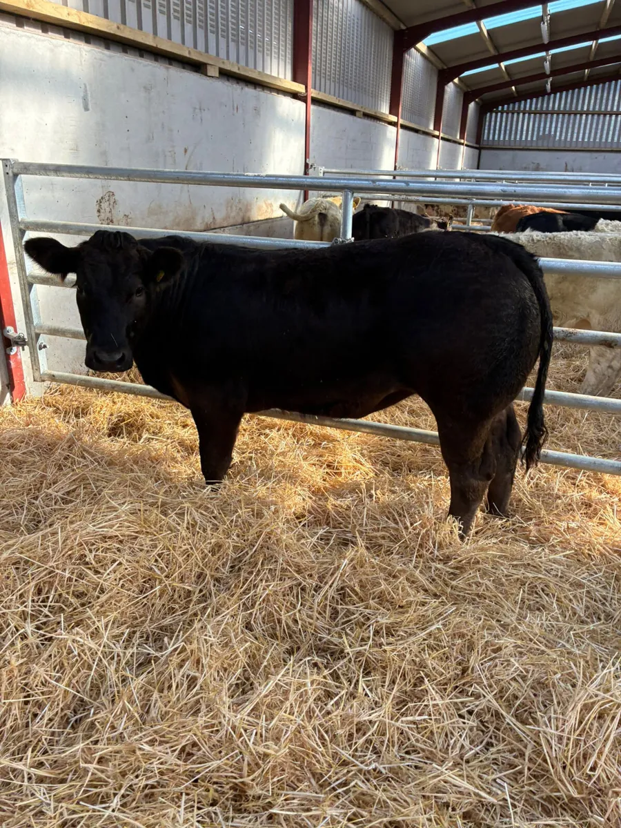 Lim show heifer - Image 1