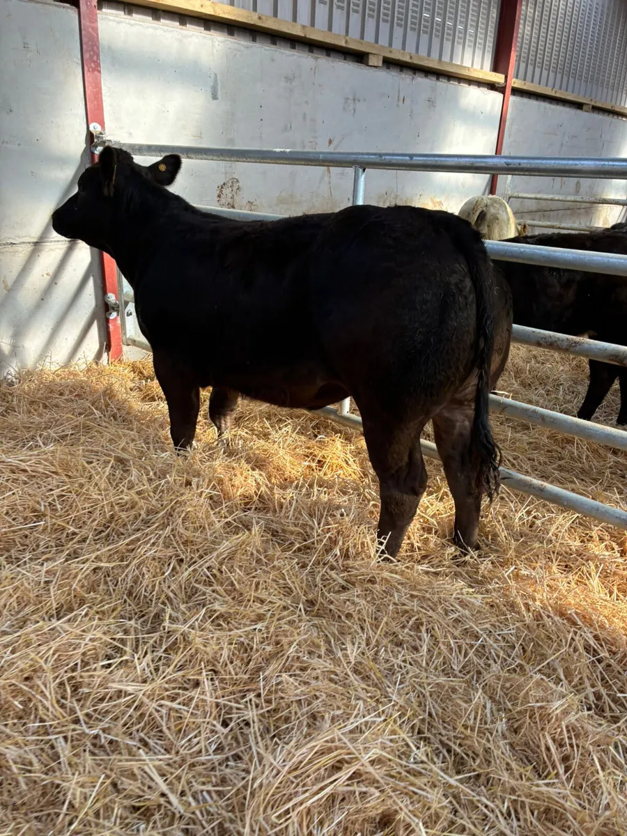 Lim show heifer - Image 3
