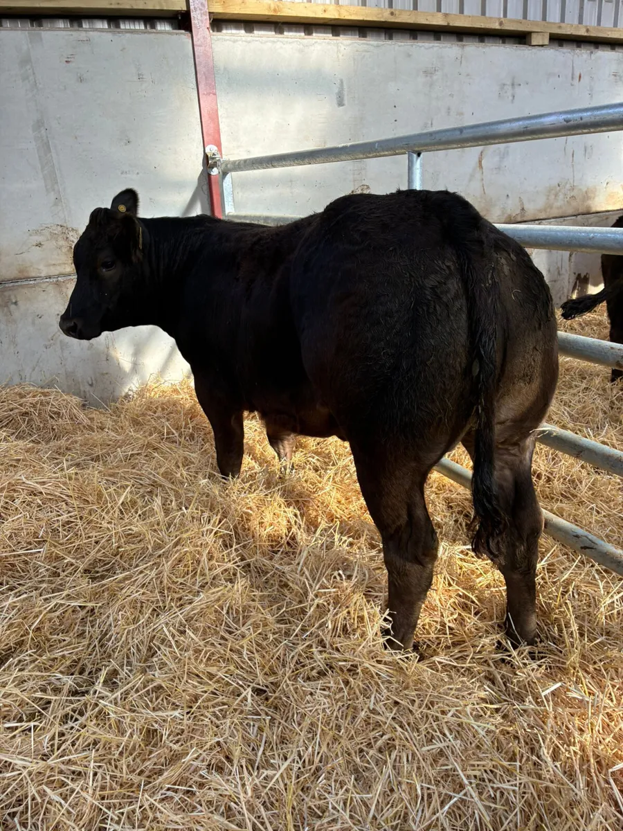 Lim show heifer - Image 4