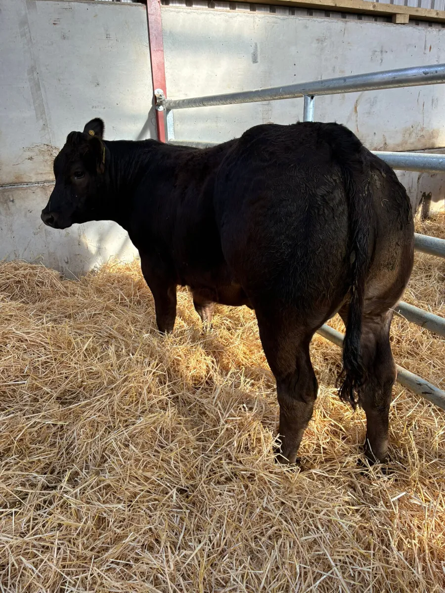 Lim show heifer - Image 2