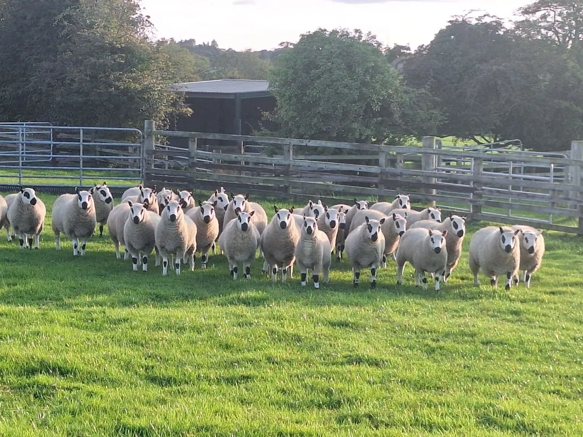 Kerryhill Ram Lambs