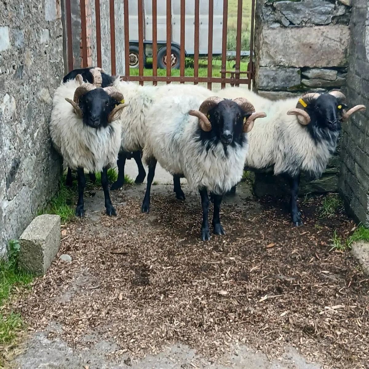 Mayo hogget rams ,  ewe lambs and hogget ewes. - Image 3